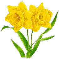 daffodil gif